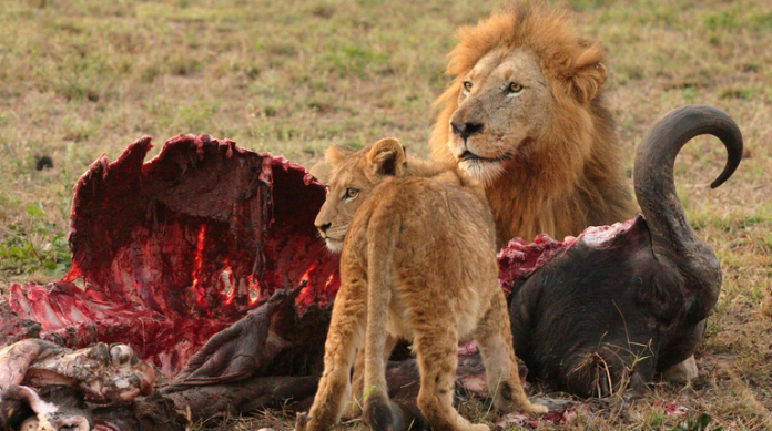 lionnnn