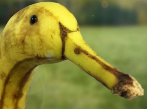 banana-duck