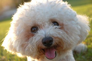 bichon