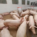 Pig farm