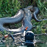 anaconda_snake__1617410a