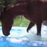cheval