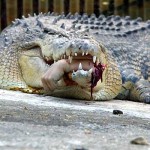 croc