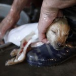 dogs_82baa_2