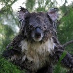 koala02