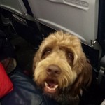 us-airways-dog1