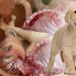 viande-de-chien