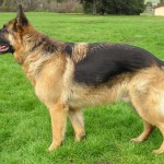 GermanShep1_wb