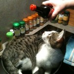 cocinar-gato