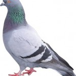 pigeon