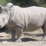 Rhinocéros_blanc_JHE-300×194