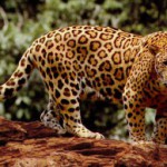 Standing_jaguar-300×194