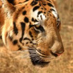 Tiger_in_South_India-300×194