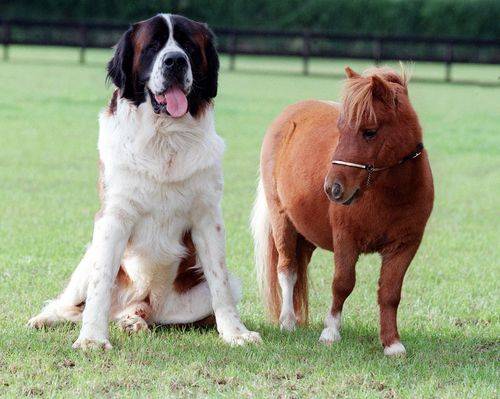 325079-dogs-big-dog-and-pony