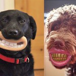 chiens