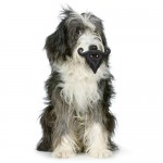 pet-toys-19__605