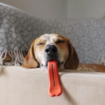 pet-toys-1__605
