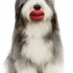 pet-toys-201__605