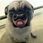 pet-toys-25__605