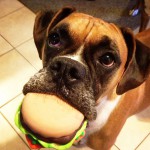 pet-toys-26__605