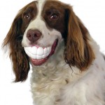 pet-toys-29__605