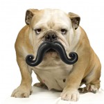 pet-toys-2__605
