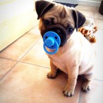 pet-toys-32__605