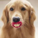 pet-toys-33__605