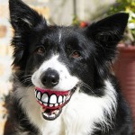pet-toys-7__605