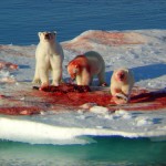 ours-blanc