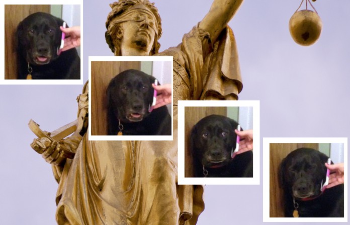 dog