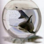 r-aquarium-requin