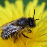 honey-bee-331480_960_720