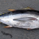 thunnus-69319_960_720