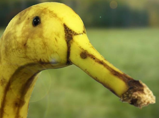 https://nordpresse.be/wp-content/uploads/2016/11/banana-duck.jpg