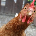 chicken___12_by_aivisv-d8wnl5d