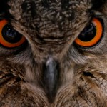 grand duc oeil