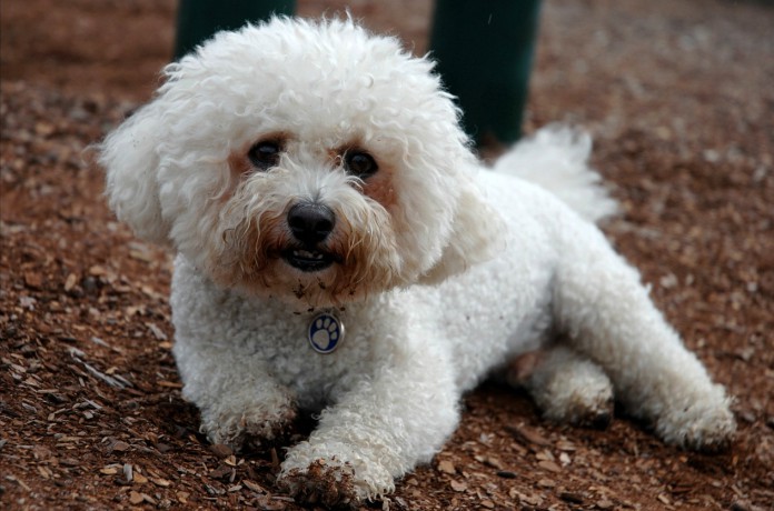Bichon_Frisé._Lay_me_down