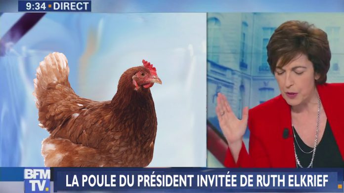 poule