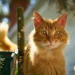 Chat Jaune