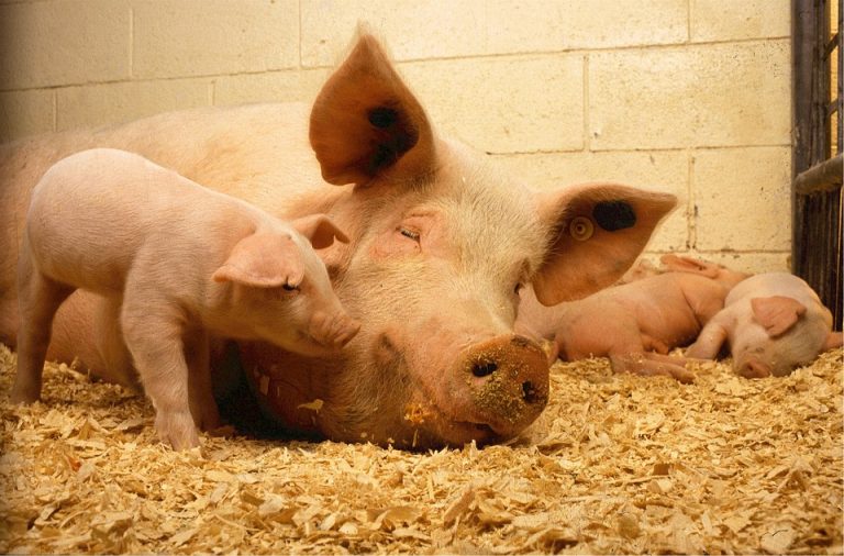 Gestation pour autres truies, la GPA présente ses mesures