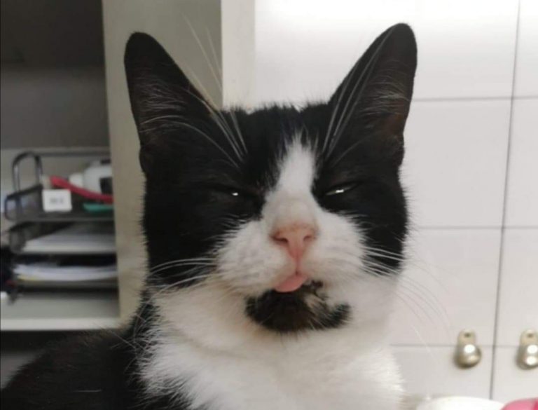 Un chat devient rédacteur en chef du Parisien « Plus fiable que des journalistes »