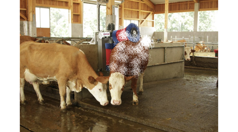 Le saviez-vous ? En Bretagne, les vaches sont massées au gros sel pour faire du beurre salé