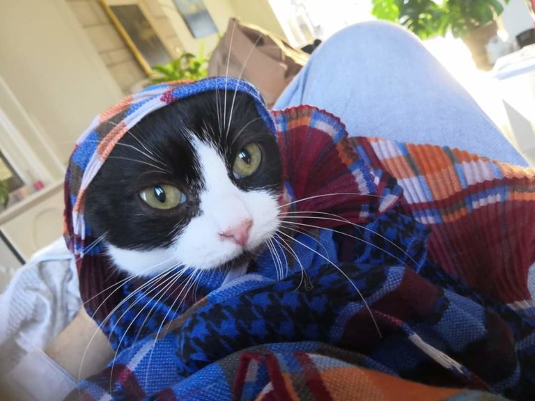 Un chat belge radicalisé demande l&rsquo;instauration de la CHAT RIAH