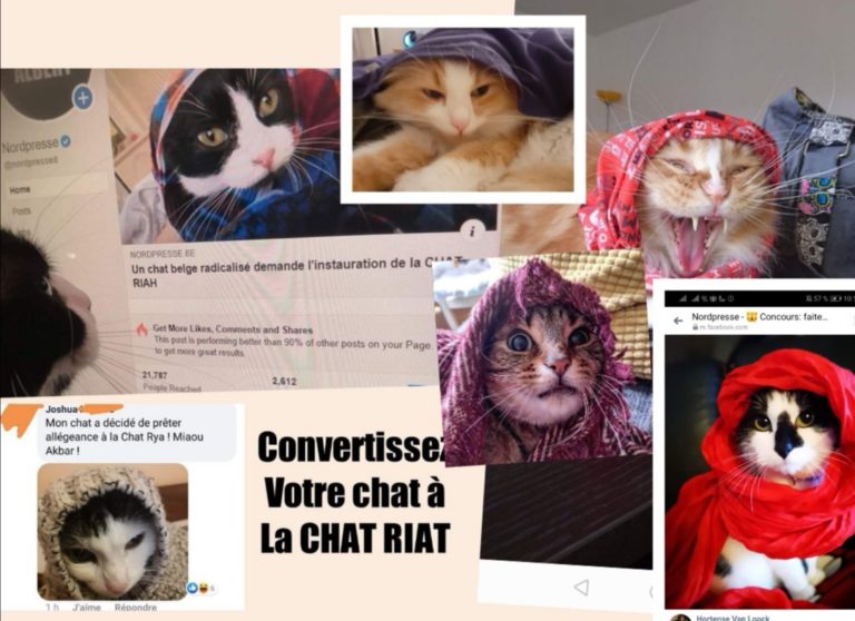 Résultats du concours de chats converties à la CHAT RIA