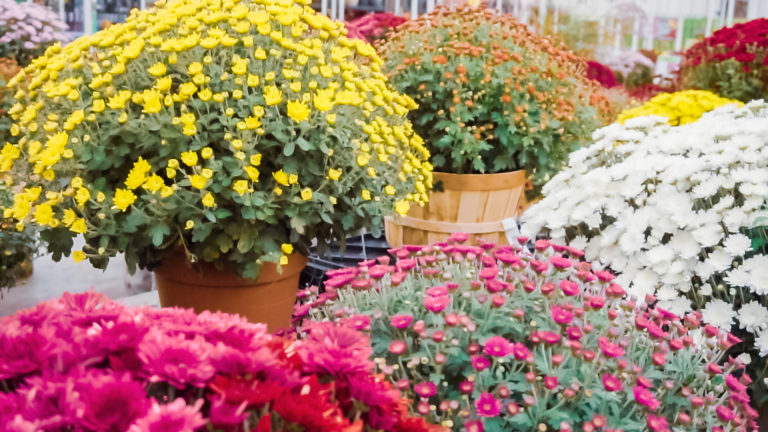 Belgique: Des chrysanthèmes offertes à la caisse de tous les magasins de Bricolage