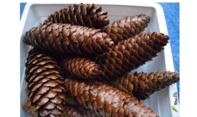 Du Pangolin Vegan arrive dans vos supermarchés