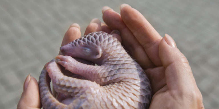 1er Avril: L&rsquo;OMS préconise désormais de parler de Pangolin d&rsquo;avril