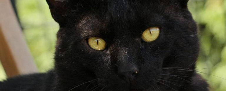 Pour soutenir « BLM » La SPA renonce à accueillir les animaux blancs !