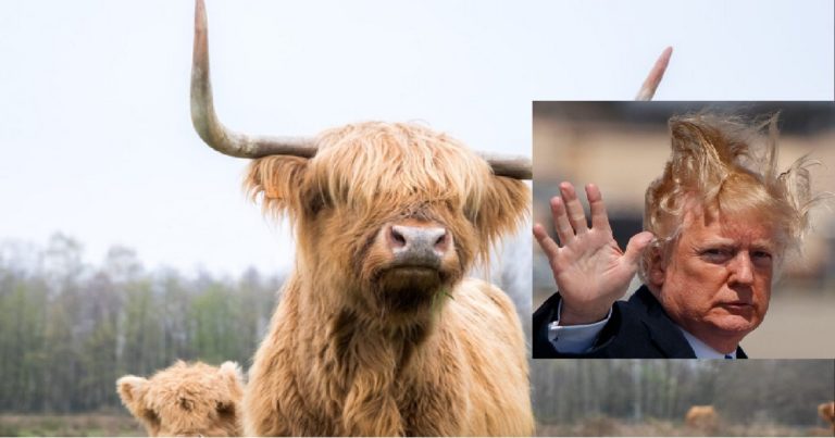 Highlands: la vache qui fournissait les moumoutes de Trump vient de mourir